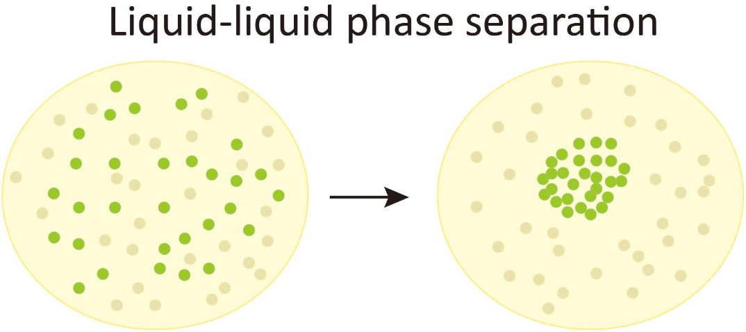 A New Method for Promote Intracellular Phase Separation