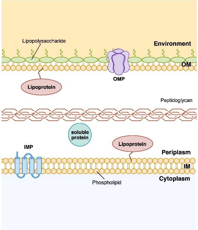 A New Method for Protein-Protein Interactions Detecting in Periplasm