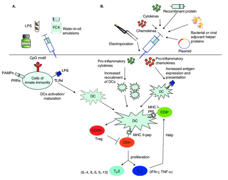 Figure 1 Mechanism of action of adjuvants.[1]