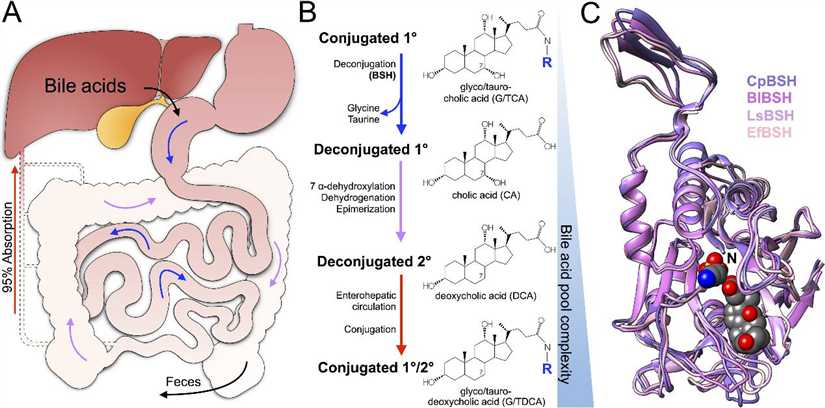 A New Platform for Diagnosing Inflammatory Bowel Disease