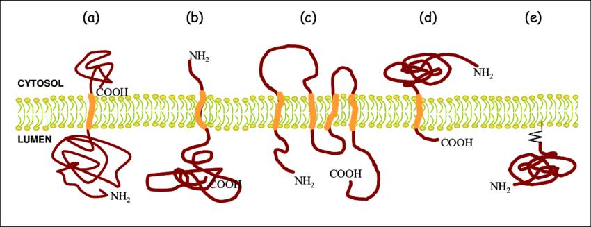 A New Platform for Membrane Proteins Expression