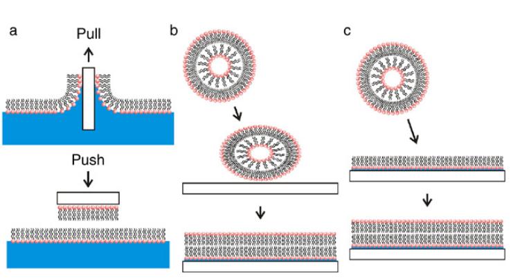 A New Platform for Obtain Plant Plasma Membrane Protein