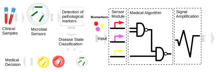 A New Platform for Protease-Based Synthetic Biologic Circuit