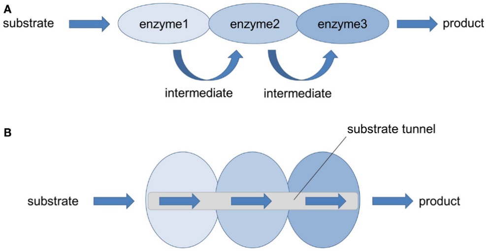 A New Platform of Biosynthesis for Industrial Production
