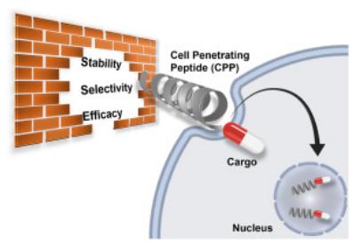 Figure 1. Model of Cell Penetrating Peptide drug delivery. [1]