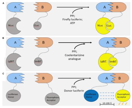 Figure 1 Luciferase-based methods of studying protein-protein interaction.[1]