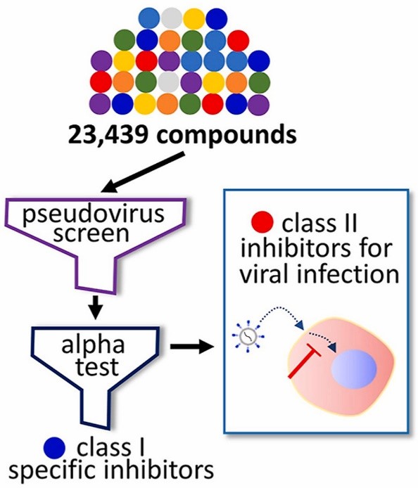 Amplified Luminescent Proximity Homogeneous Assay (ALPHA)