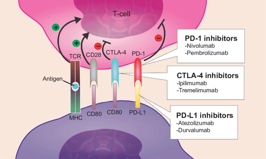 An Optimization High-Throughput Platform for Immunomodulator Screening