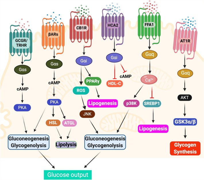 An Optimization Platform of High-Throughput GPCR for Drug Discovery