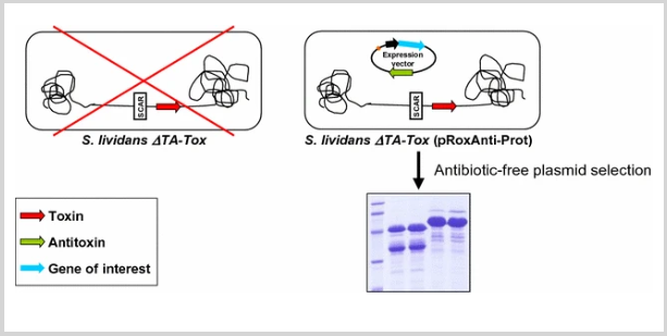 Antibiotic-free expression system