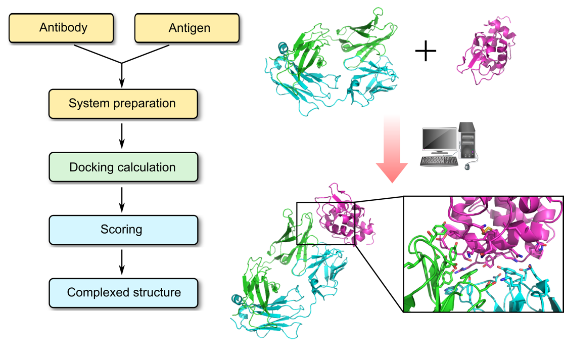 Antibody–Antigen Docking