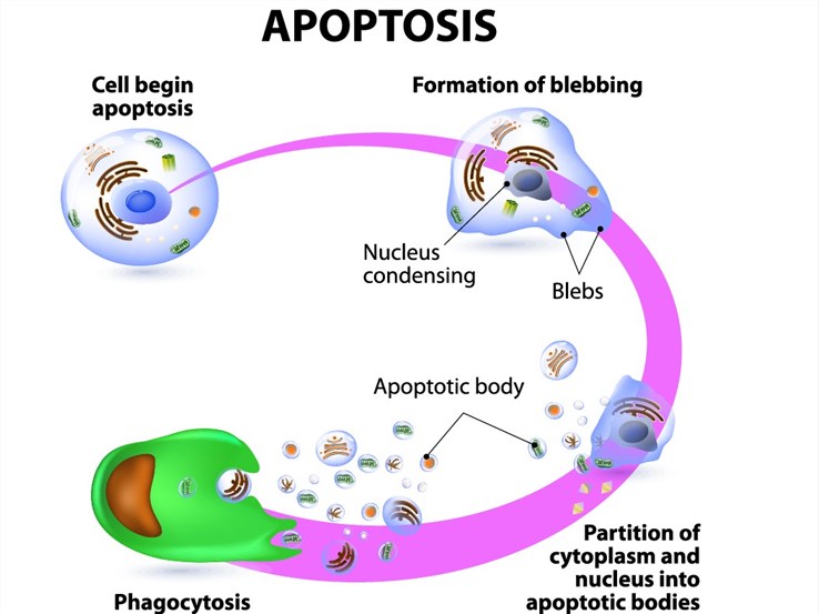 Apoptosis Assays