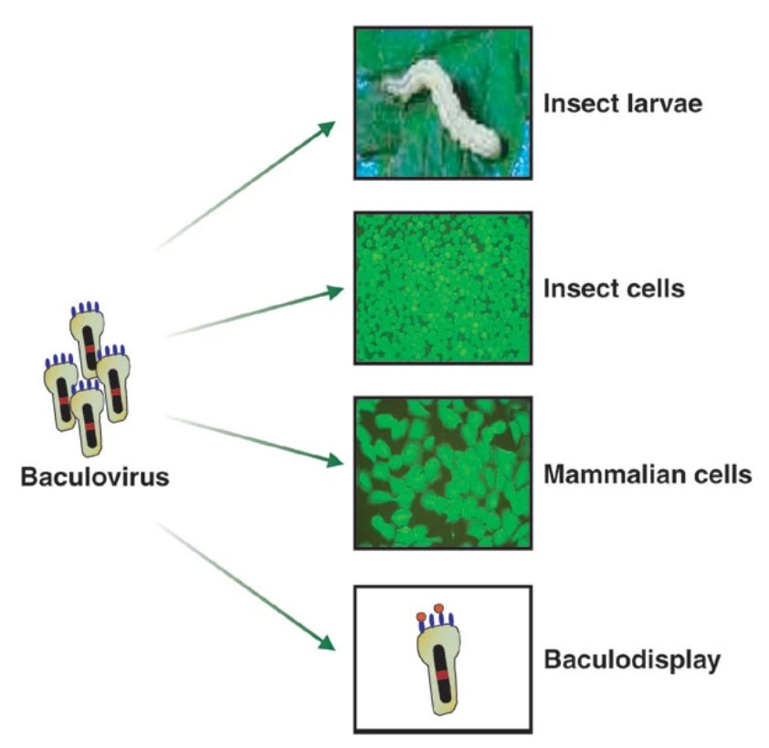 Baculovirus vectors can be used for a variety of applications
