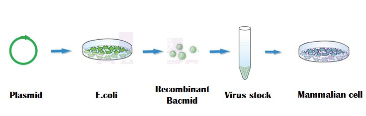 Baculovirus-Mammalian Cell Protein Expression System