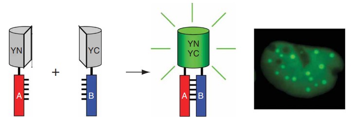 Schematic diagram representing the principle of the BiFC assay