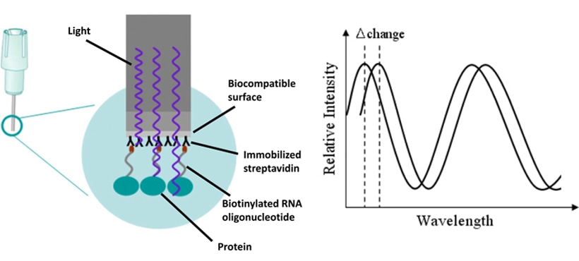 Schematic representation of the principle of the BLI system