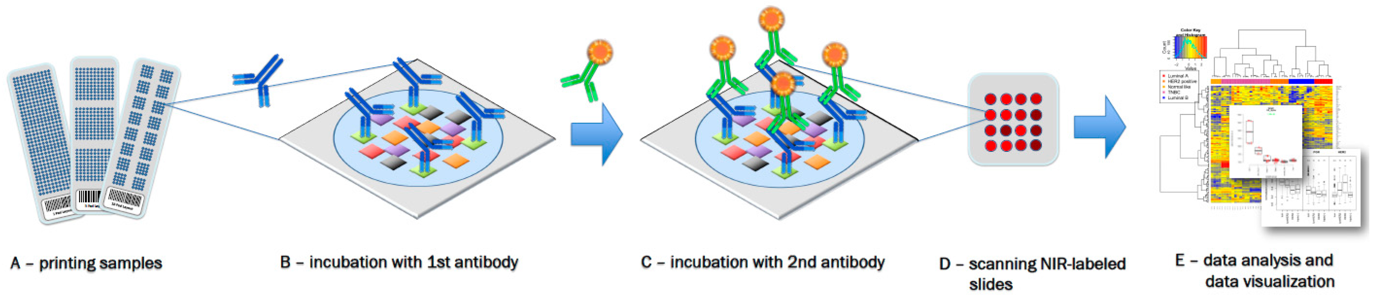 A workflow example for  protein analysis