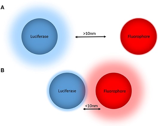 Figure 1. The principle of bioluminescence resonance energy transfer (BRET) for monitoring biological proximity