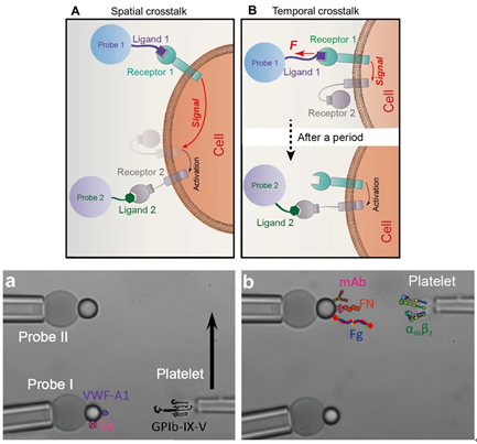 Biomembrane Force Probe (BFP)