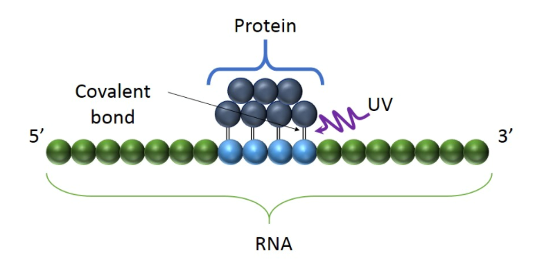 CLIP-Seq Service