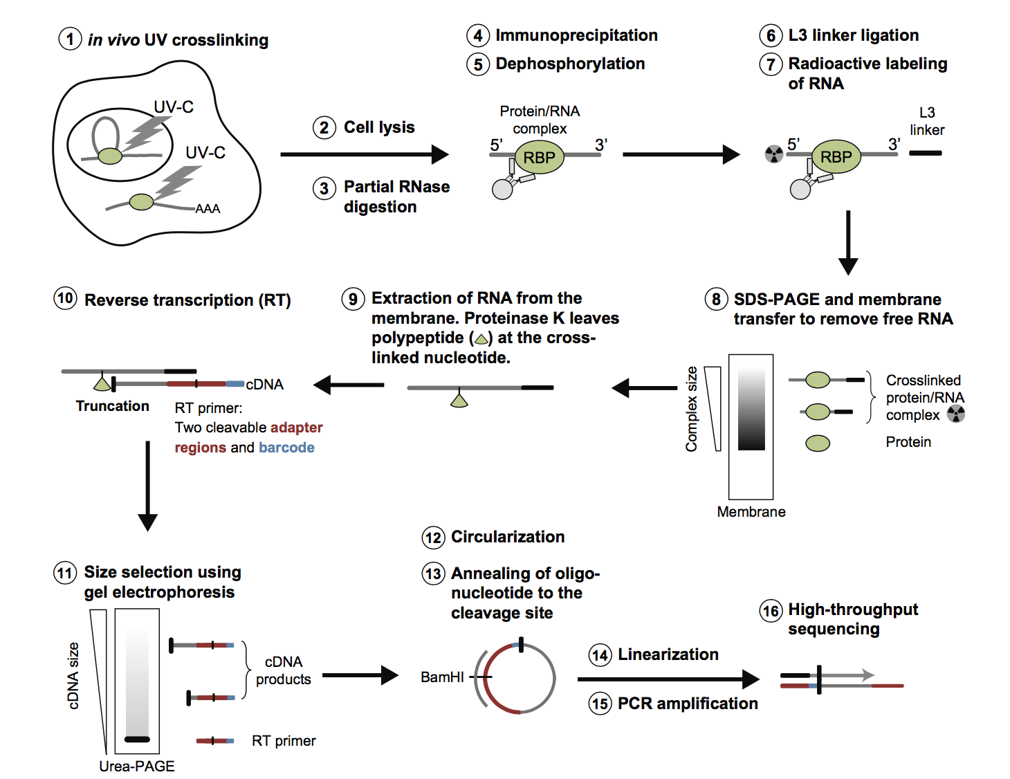 CLIP-Seq Service