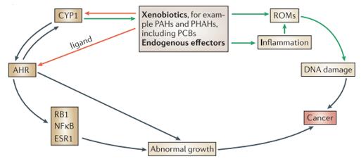 The regulatory feedback loop of the AHR and the CYP1 genes