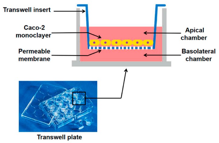 Conventional transwell plate and schematic diagram of Caco-2 cell model