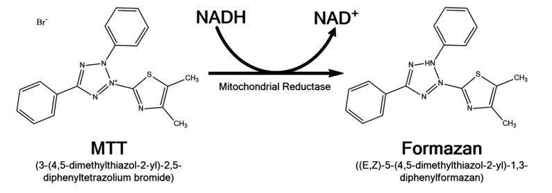 Schematic illustration of the principles of ATP assay