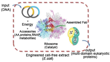 Cell-free protein expression