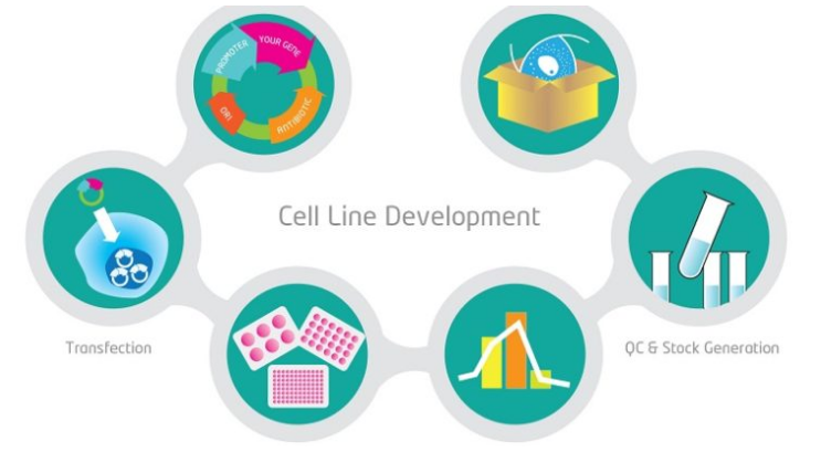 Cell Line Development - Profacgen