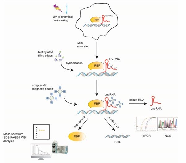 ChIRP-Seq Service