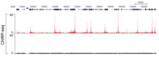 ChIRP-Seq Service