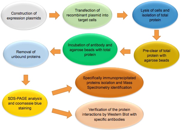 The workflow of co-IP