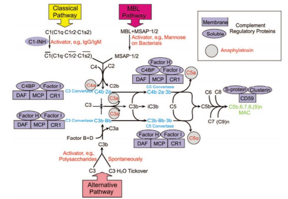 Complement system.