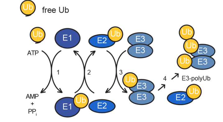 Schematic representation of the ubiquitination workflow.