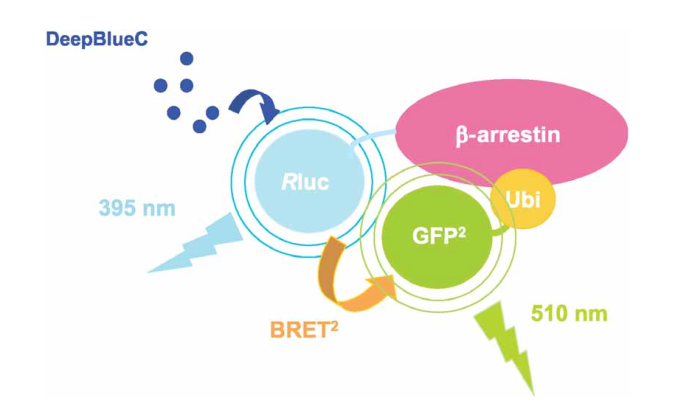 Schematic representation of the b-arrestin ubiquitination BRET assay
