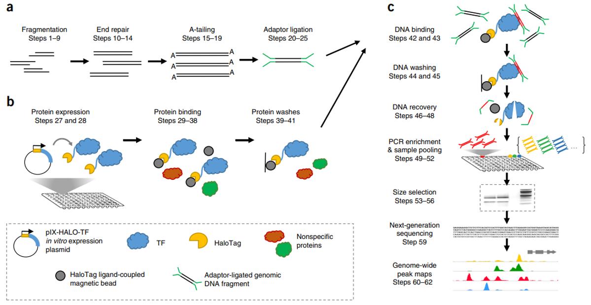 Figure 1. DAP-seq protocol overview.