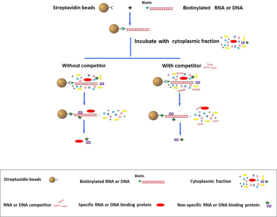 DNA/RNA pull down