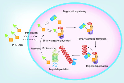 Degradation pathway for proteolysis targeting chimeras