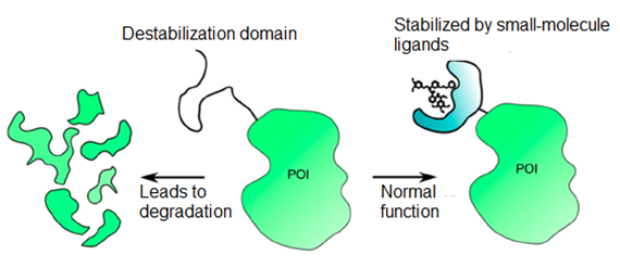 Destabilization Domains (DDs)