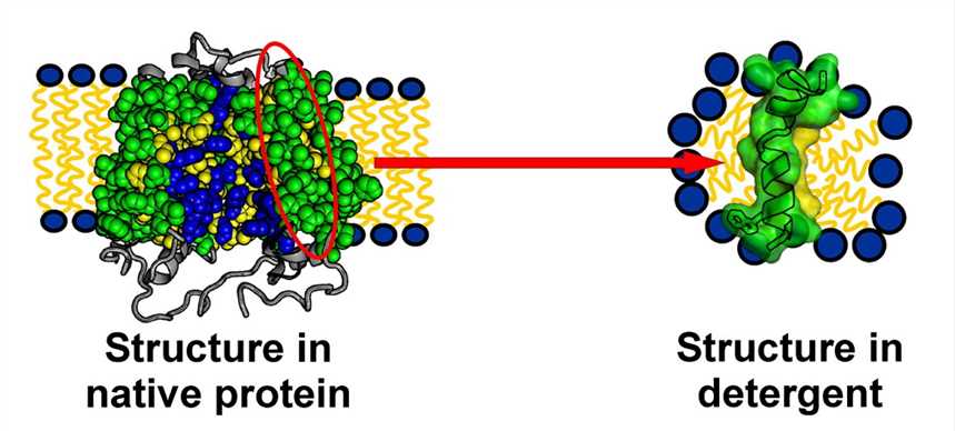 Detergent Screen for Protein Purification