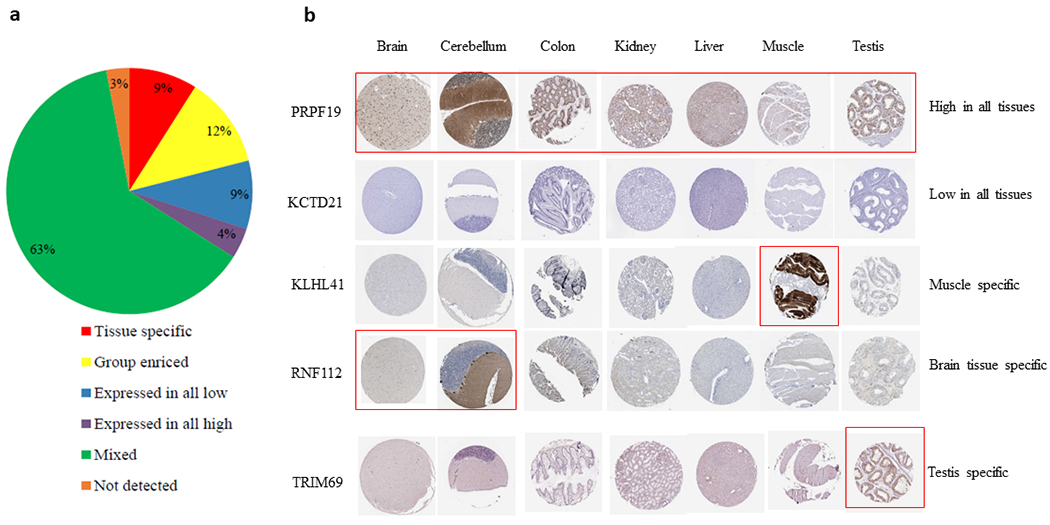 E3 ligase or target proteins development services