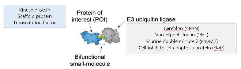 E3 ligase/target protein development
