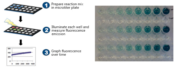 Enzyme activity assay detection methods