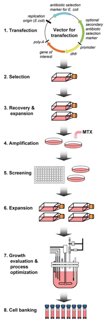 Flow chart of the stable expression cell line development