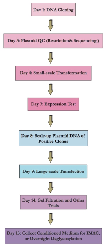 Protein Purification Process Flow Chart