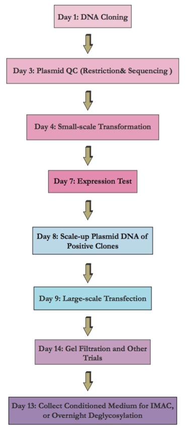 Large-Scale Protein Production - Profacgen