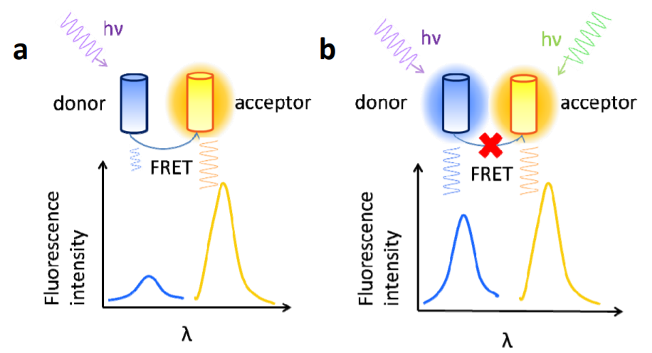 Fluorescence Resonance Energy Transfer