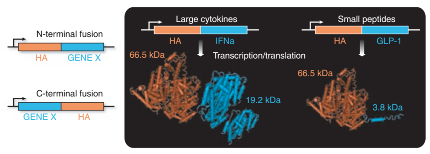 Fusion protein expression