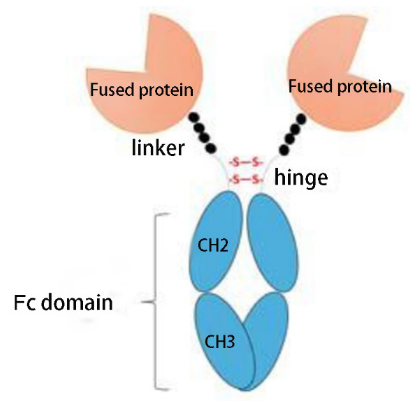 Fusion protein expression